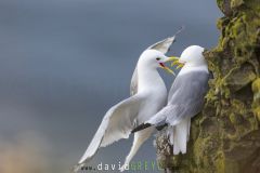 Mouette tridactyle