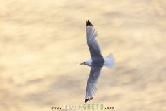 Mouette tridactyle