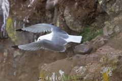 Mouette tridactyle