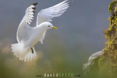 Mouette tridactyle