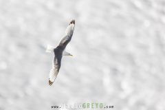 Mouette tridactyle