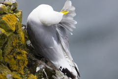 Mouette tridactyle