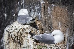 Mouette tridactyle