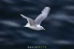 Mouette tridactyle