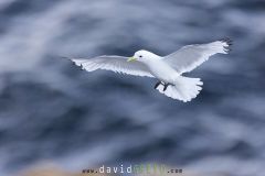 Mouette tridactyle