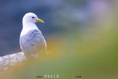 Mouette tridactyle