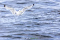 Mouette tridactyle