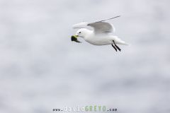 Mouette tridactyle