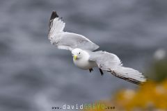 Mouette tridactyle