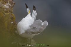 Mouette tridactyle