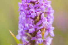 Orchis moustique