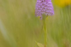 Orchis pyramidal