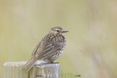 Pipit farlouse