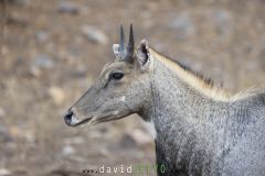 Antilope nilgaut ; Nilgai