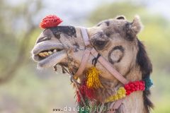 Dromadaire ; Dromedary