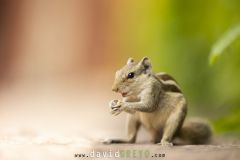 Ecureuil de Corée ; Siberian chipmunk