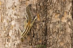 Ecureuil de Corée ; Siberian chipmunk