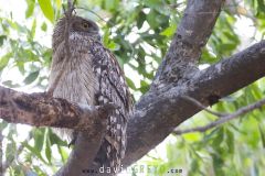 Kétoupa brun ; Brown Fish Owl