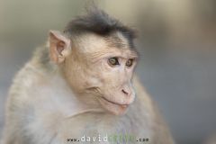 Macaque à bonnet ; Bonnet macaque