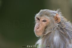 Macaque rhésus ; Rhesus macaque