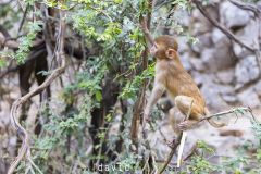 Macaque rhésus