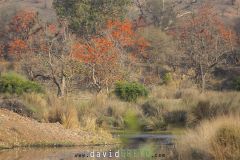 Parc National de Ranthambore