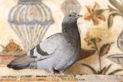 Pigeon biset ; Rock Dove