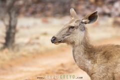 Sambar ; Sambar deer