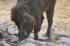 Sanglier indien ; Wild boar