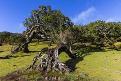 Forêt de Fanal