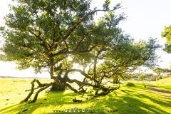 Forêt de Fanal