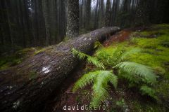 Forêt de Madère