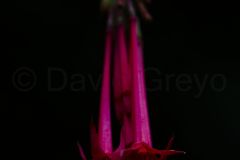 Fuchsia de Bolivie