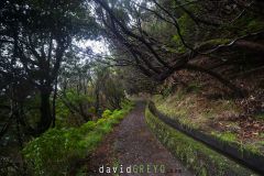 Levada