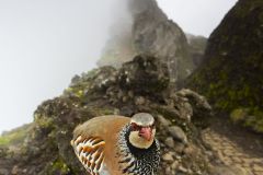 Perdrix rouge ; Red-legged Partridge