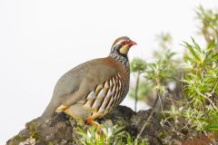 Perdrix rouge ; Red-legged Partridge