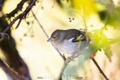 Pinson de Madère ; Madeira Chaffinch