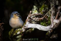 Pinson de Madère ; Madeira Chaffinch