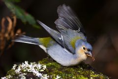 Pinson de Madère ; Madeira Chaffinch