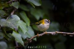 Roitelet de Madère ; Madeira Firecrest