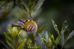 Roitelet de Madère ; Madeira Firecrest