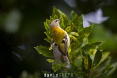 Roitelet de Madère ; Madeira Firecrest