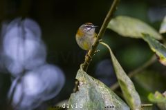 Roitelet de Madère ; Madeira Firecrest