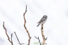 Chouette épervière ; Northern Hawk-Owl