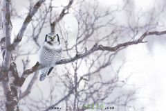 Chouette épervière ; Northern Hawk-Owl