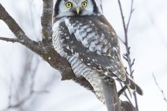 Chouette épervière ; Northern Hawk-Owl