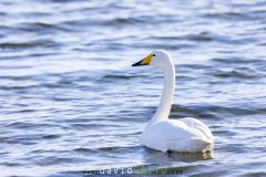 Cygne chanteur