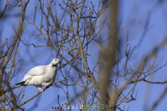 Lagopède des saules ; Willow Ptarmigan