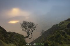 Arbre isolé dans les Quiraing