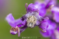 Araignée sur une orchidée ; Spider on an orchid